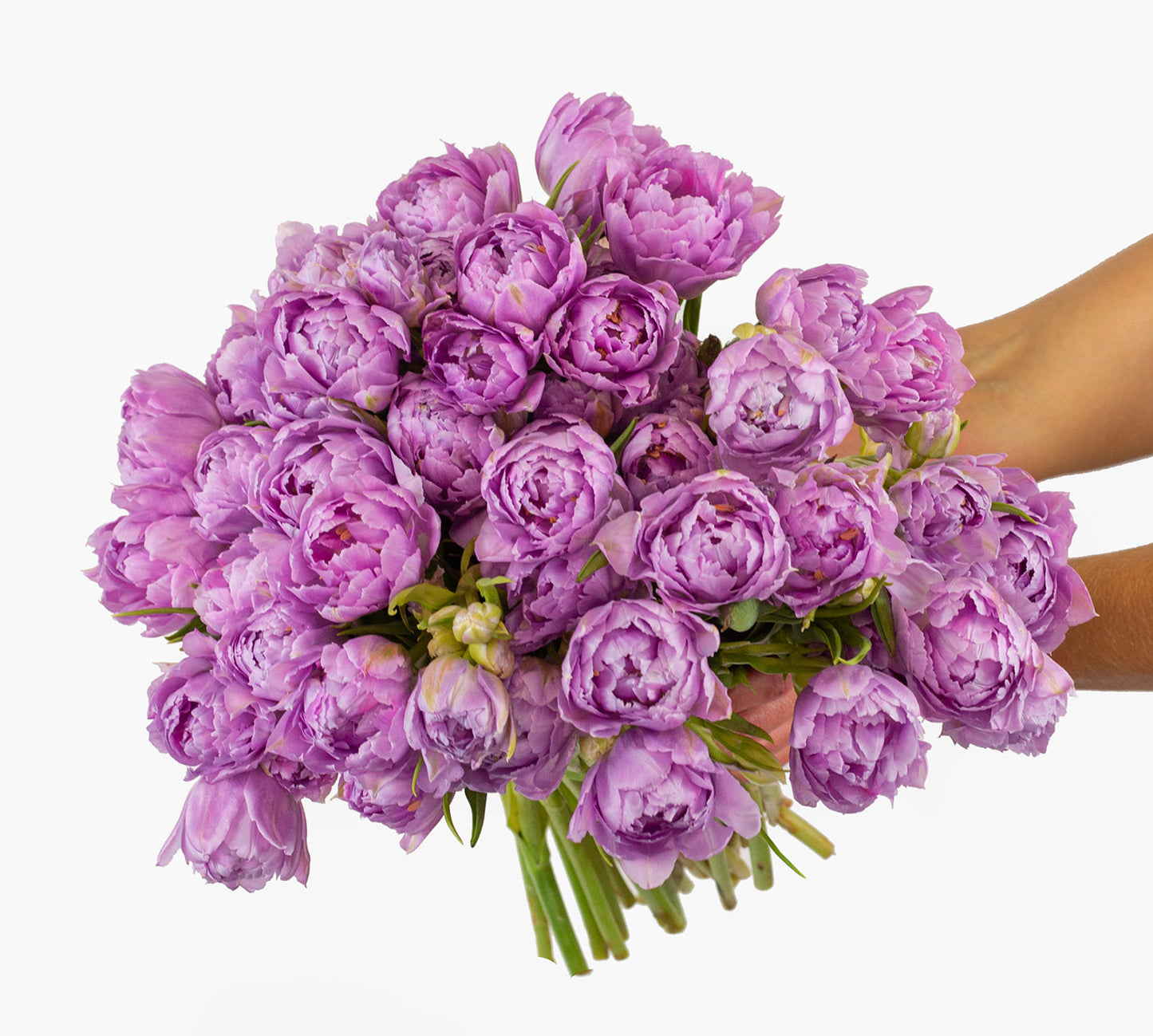 50 Lavender Peony Tulips by BloomsyBox