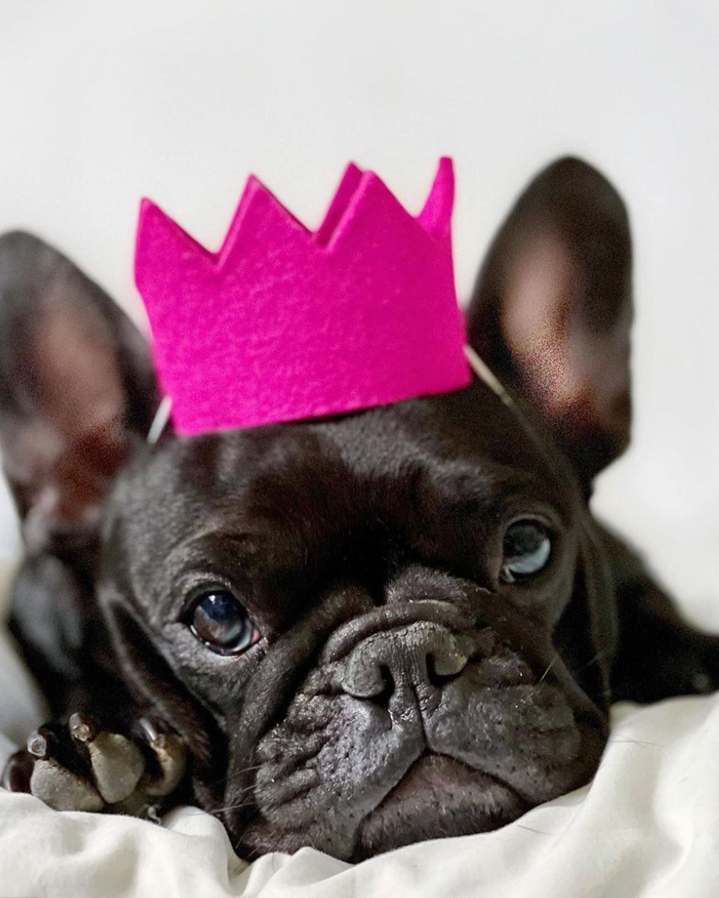 PARTY BEAST CROWN by MODERNBEAST