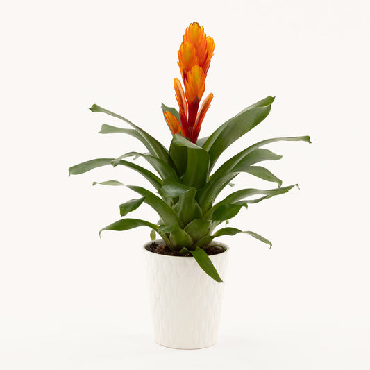 Fiery Bromeliad by BloomsyBox