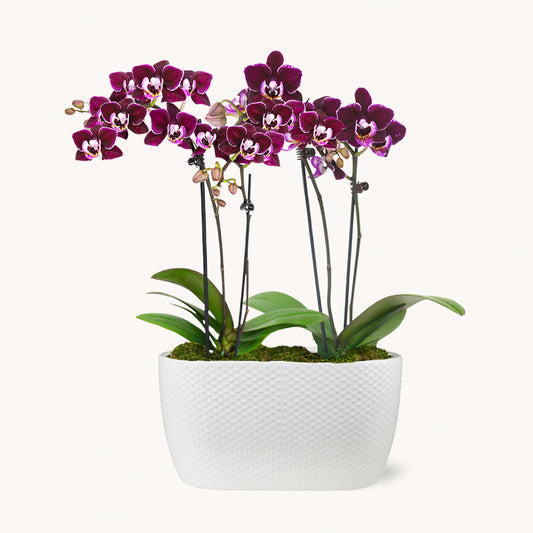 Petite Amalfi Orchid Duo by BloomsyBox