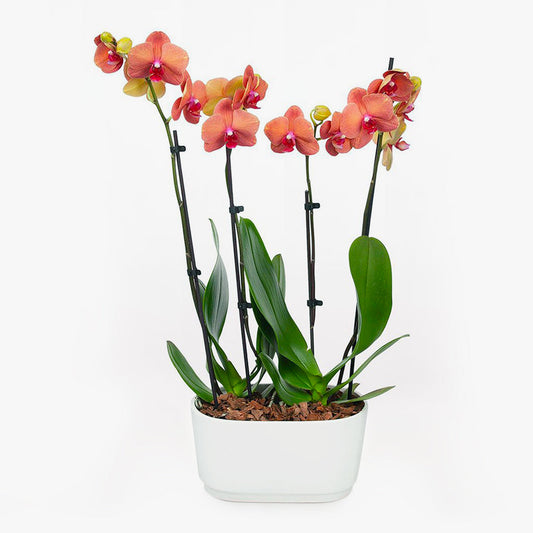 Barcelona Orchid Duo by BloomsyBox