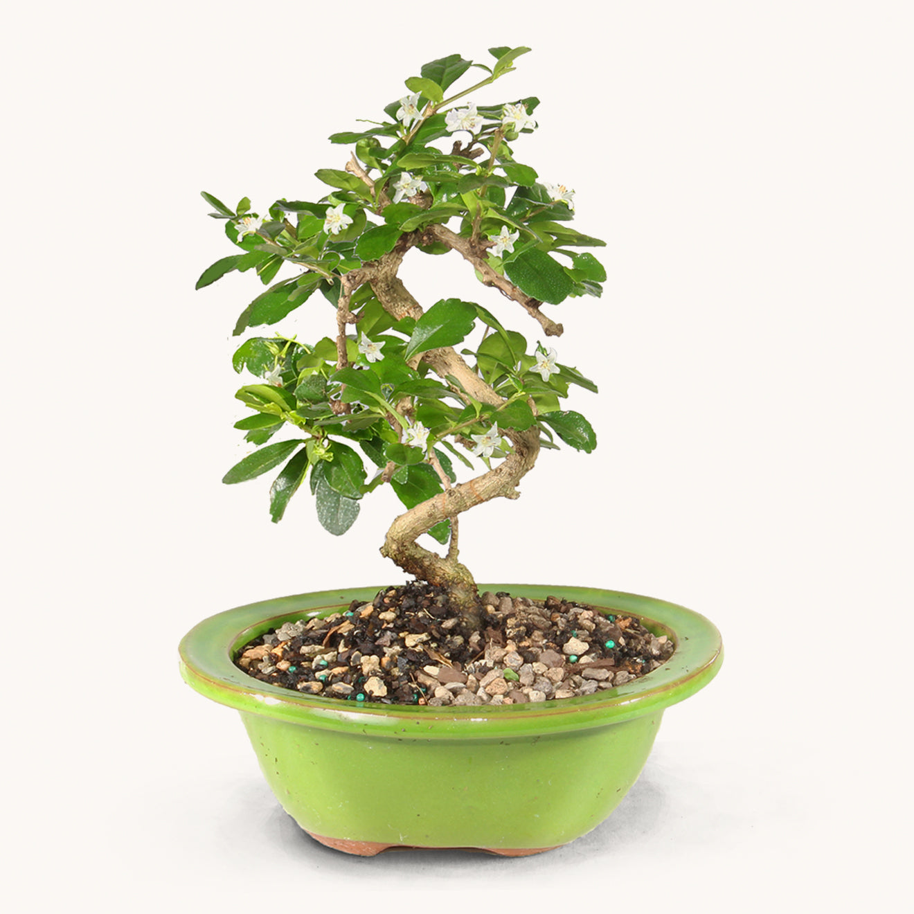 Fukien Tea by BloomsyBox