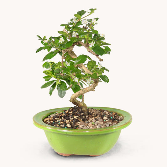 Fukien Tea by BloomsyBox