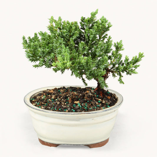 Green Mound Juniper by BloomsyBox