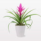 Pink Bromeliad by BloomsyBox