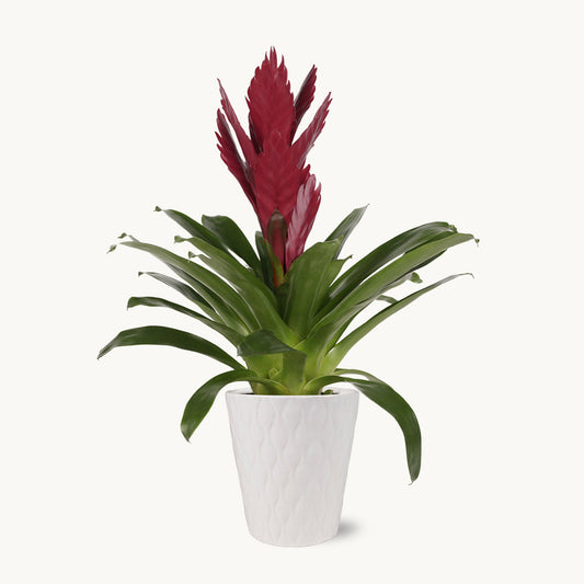 Purple and Maroon Bromeliad by BloomsyBox