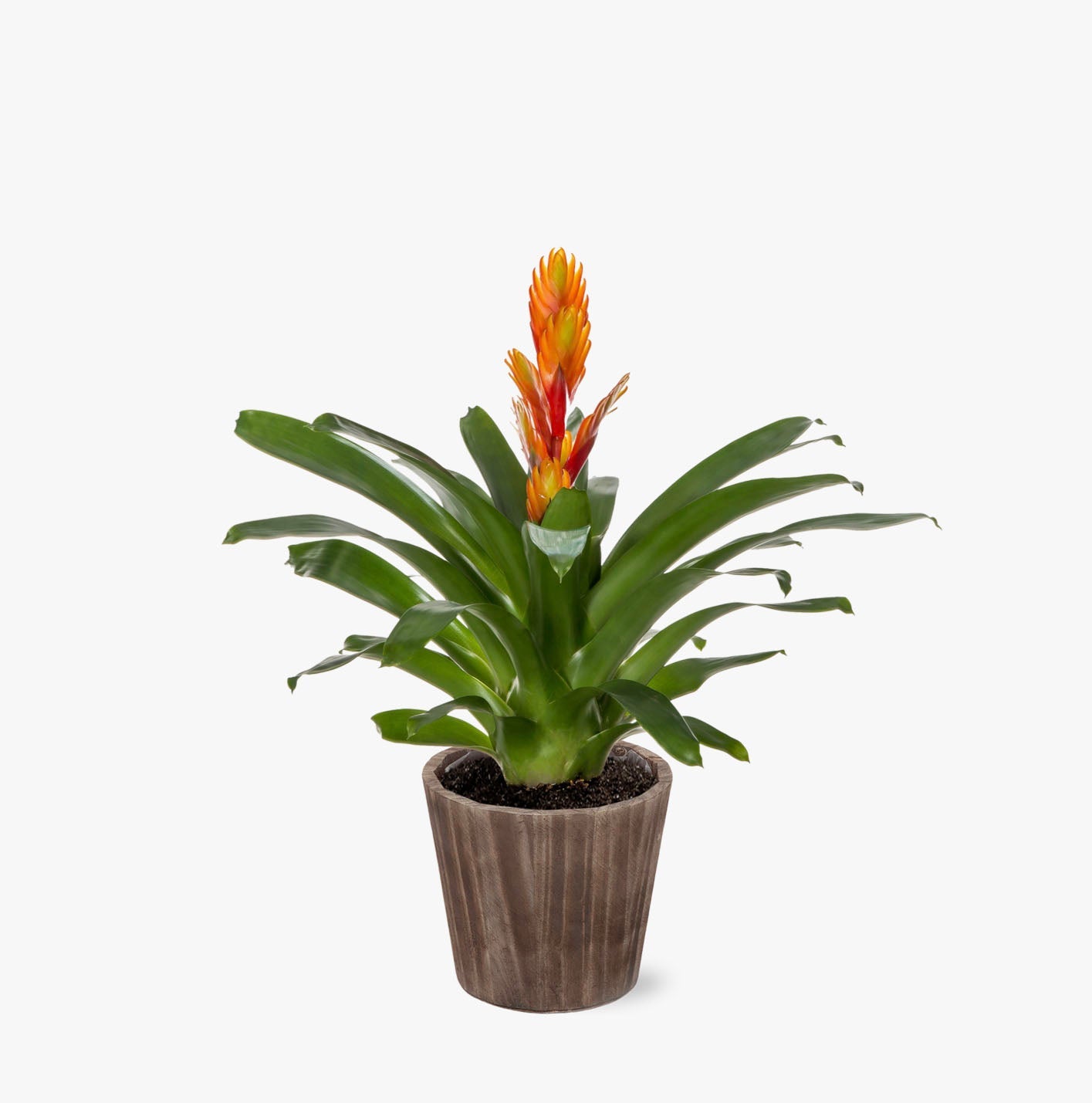 Fiery Bromeliad by BloomsyBox