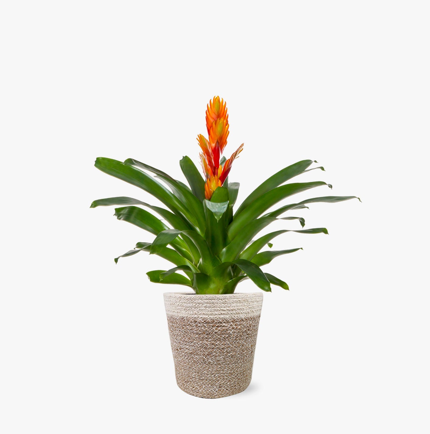 Fiery Bromeliad by BloomsyBox