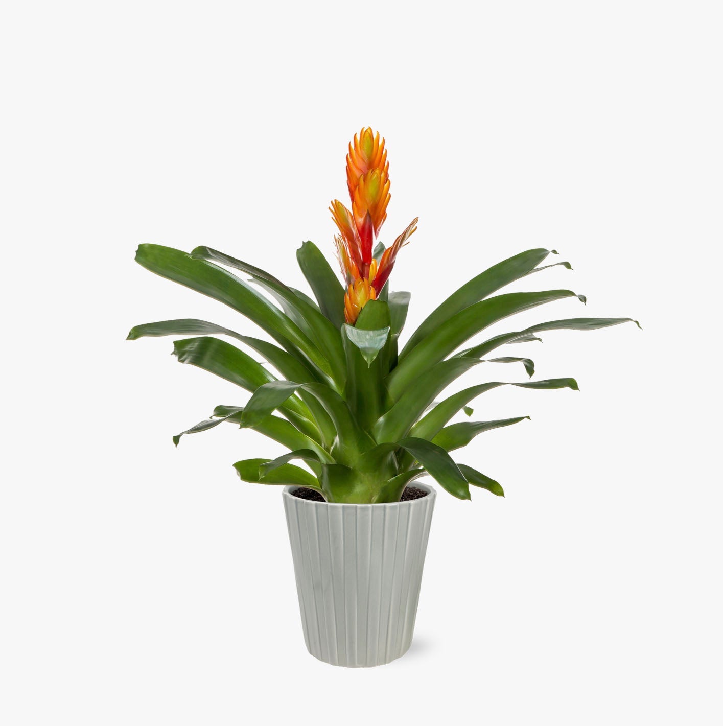 Fiery Bromeliad by BloomsyBox