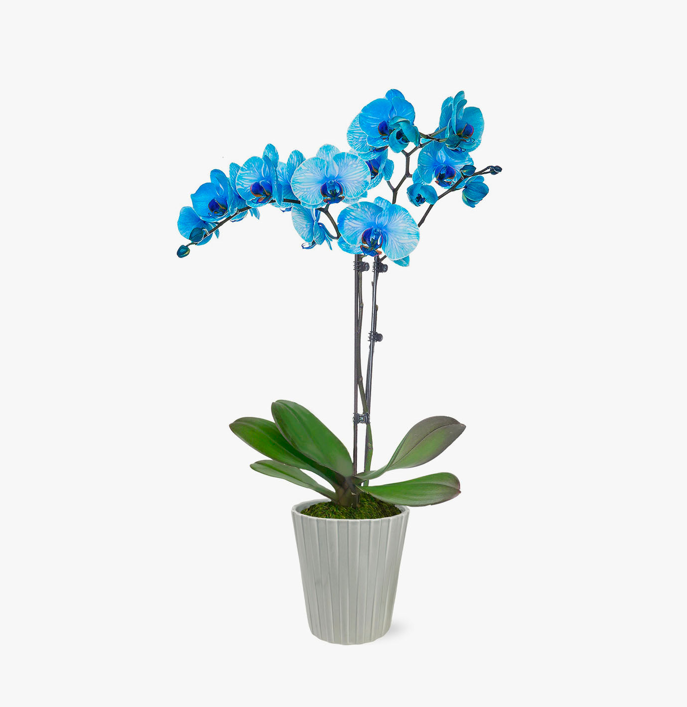 Blue Orchid by BloomsyBox