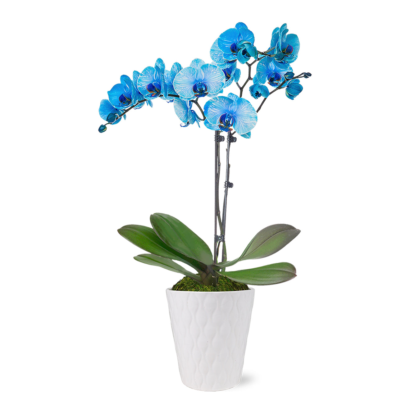 Blue Orchid by BloomsyBox