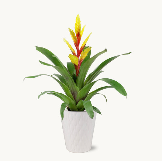 Sunshine Bromeliad by BloomsyBox