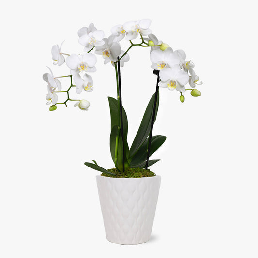 Graceful White Orchid by BloomsyBox