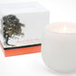 Botanique White 16 oz Candle by Andaluca Home