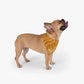 Custom Dog Bandana - Yellow Sweater Patterns by GROOMY