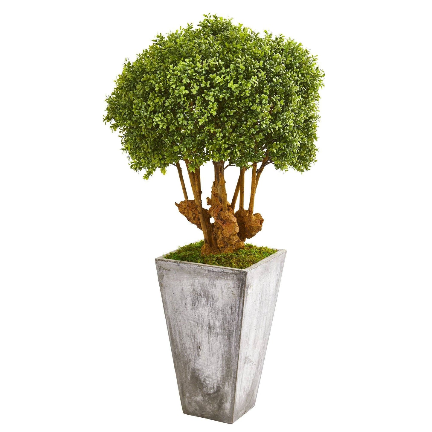 51” Boxwood Artificial Topiary Tree in Cement Planter (Indoor/Outdoor) by Nearly Natural