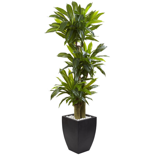 5.5’ Corn Stalk Dracaena with Black Wash Planter by Nearly Natural