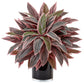 Caladium in Black Glossy Planter by Nearly Natural