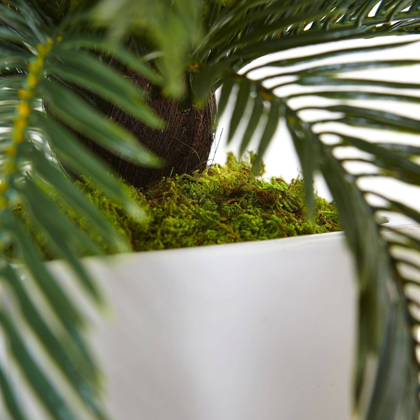 Cycas in White Planter by Nearly Natural