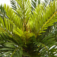 Cycas in White Planter by Nearly Natural