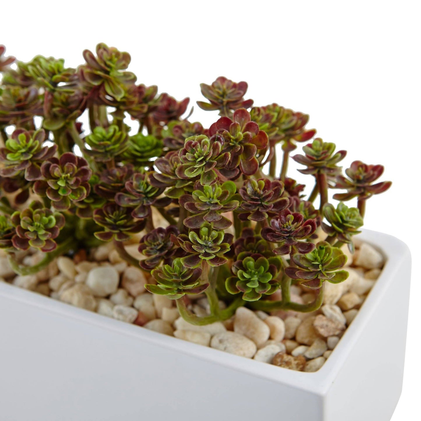 Sedum in Rectangular Planter by Nearly Natural