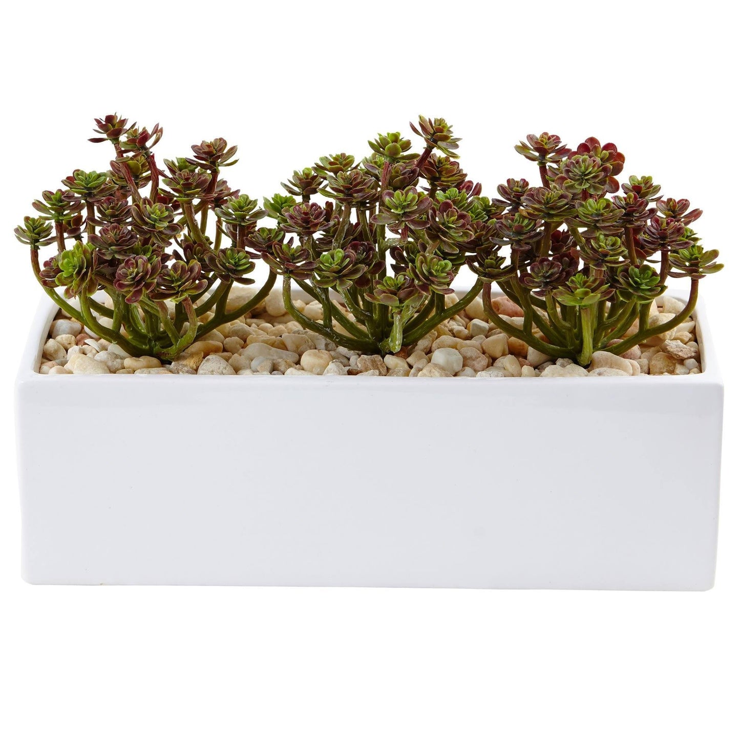 Sedum in Rectangular Planter by Nearly Natural