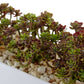 Sedum in Rectangular Planter by Nearly Natural