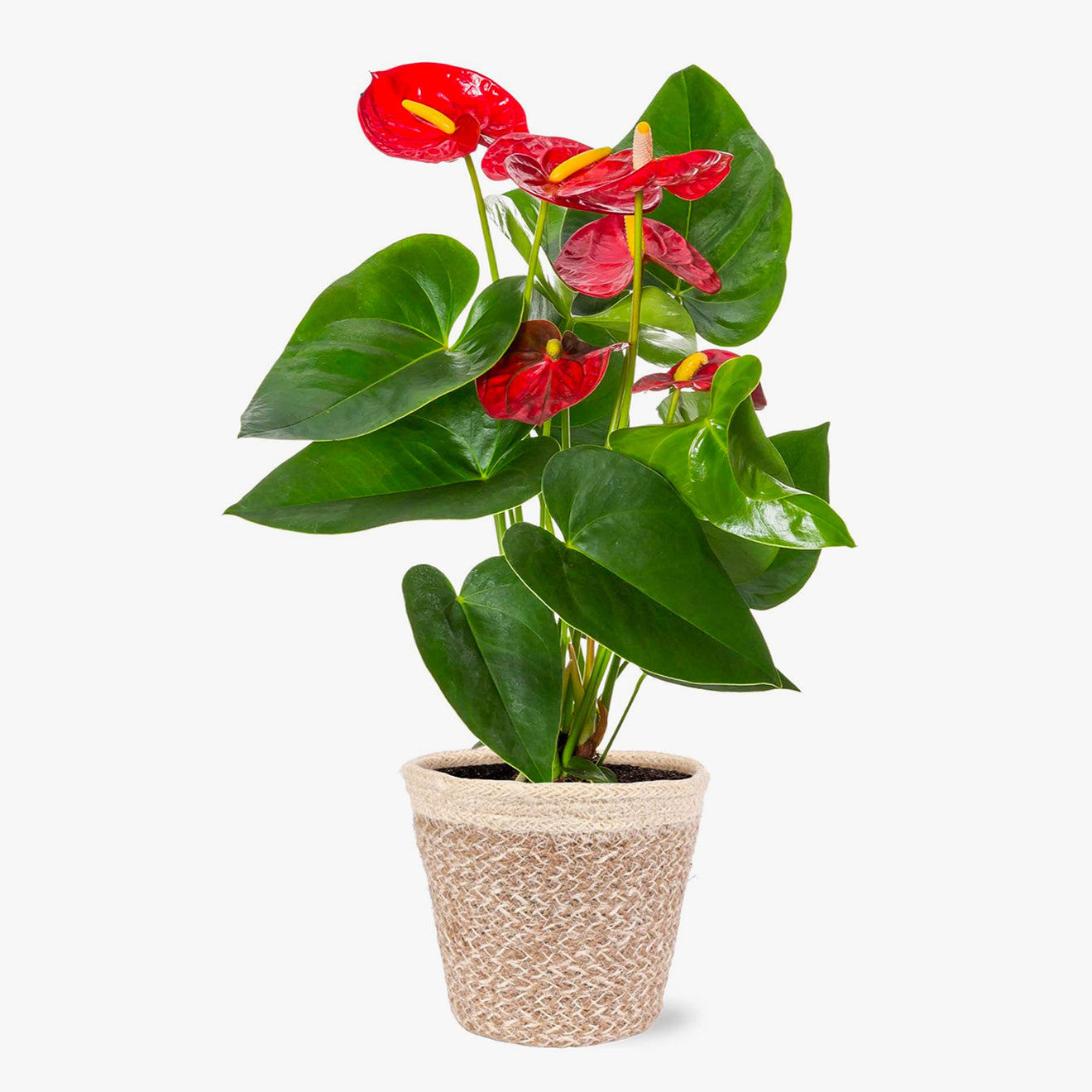 Bali Anthurium by BloomsyBox