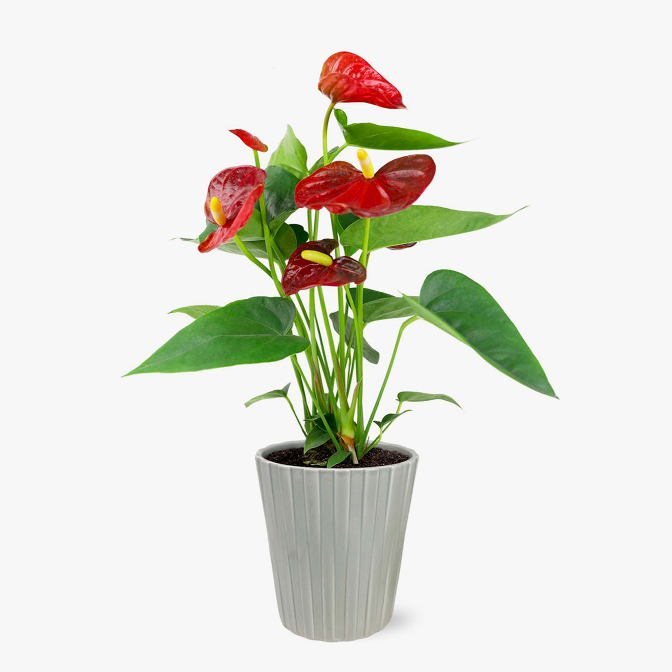 Bali Anthurium by BloomsyBox