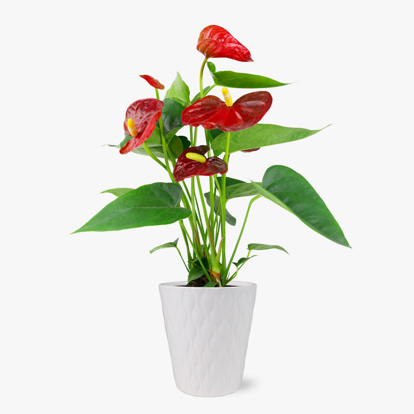 Bali Anthurium by BloomsyBox