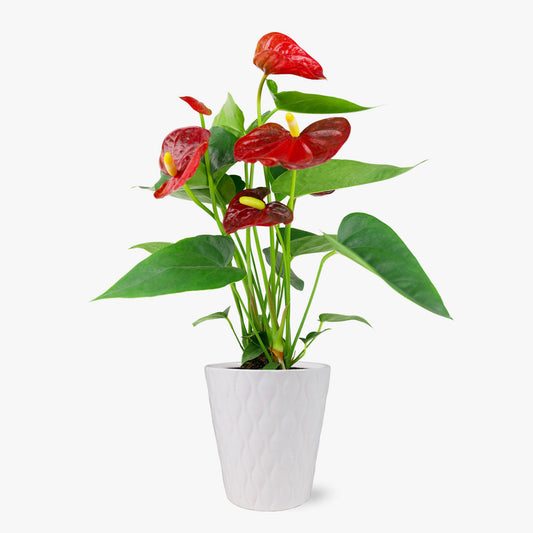 Bali Anthurium by BloomsyBox