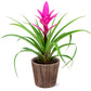 Pink Bromeliad by BloomsyBox