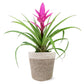 Pink Bromeliad by BloomsyBox