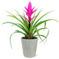 Pink Bromeliad by BloomsyBox