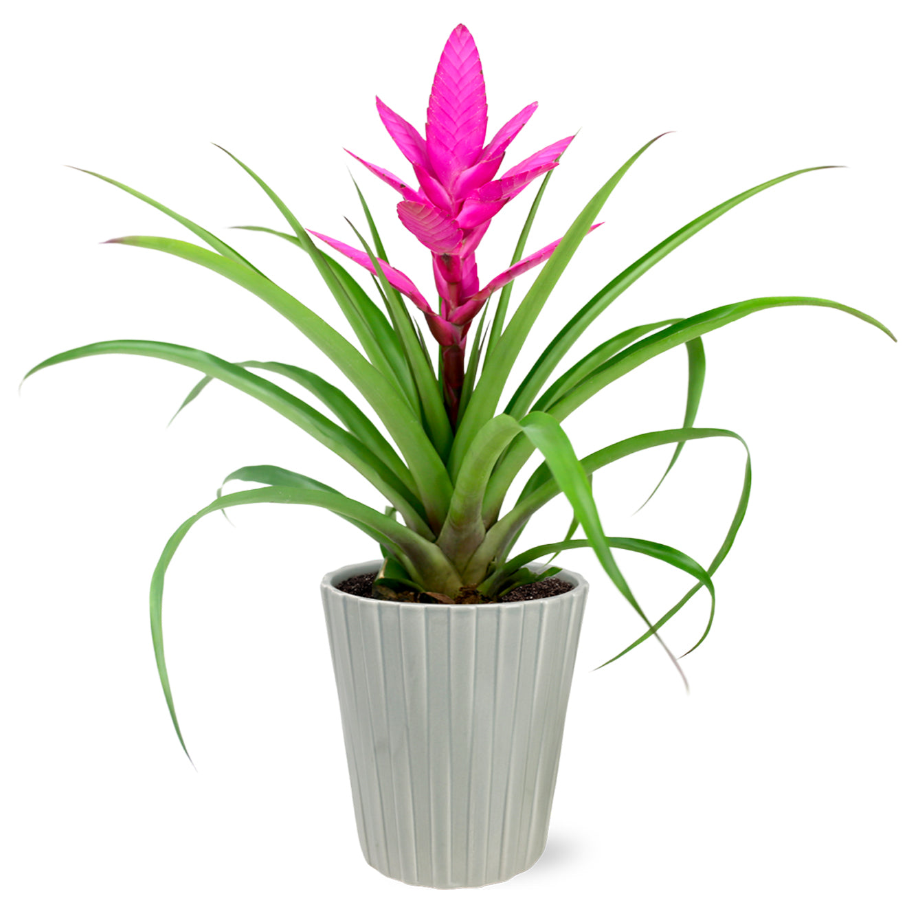 Pink Bromeliad by BloomsyBox