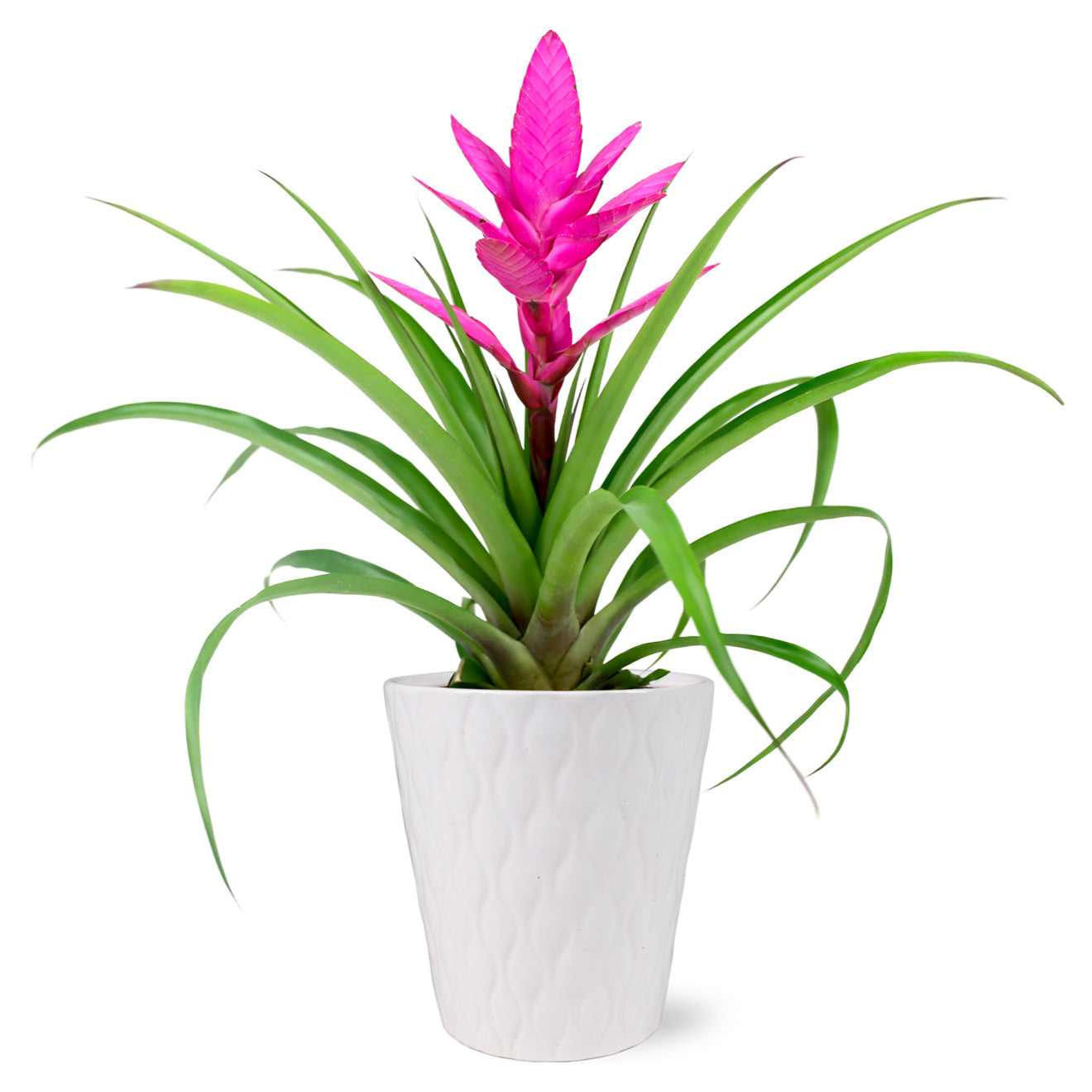 Pink Bromeliad by BloomsyBox