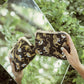 Sumatran Tiger Clutch in Black by BrunnaCo