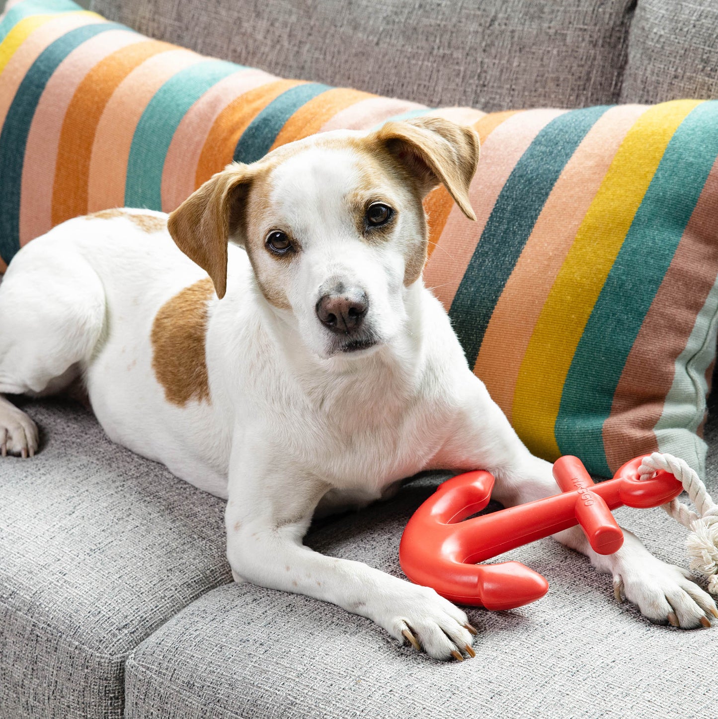 Anchors Aweigh Rubber Dog Toy by Waggo